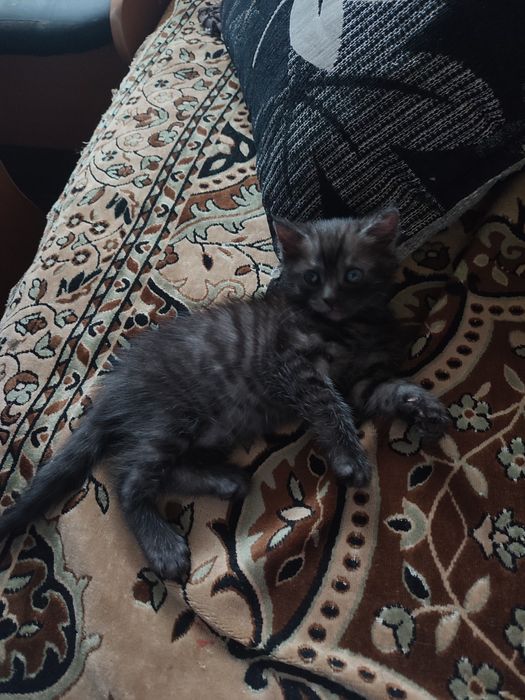 Котенок отдам бесплатно