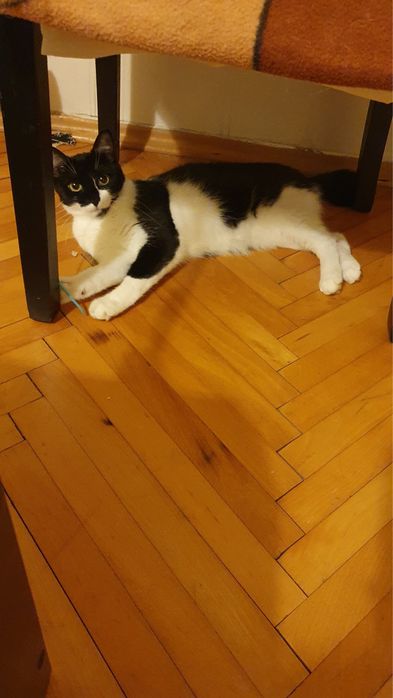 Красива котана търси дом