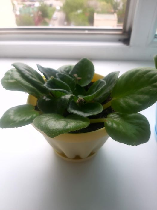 Продам комнатные фиалки