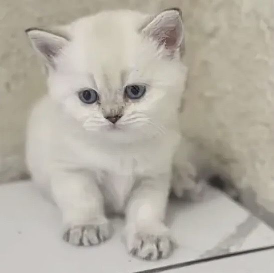 Продаем котенка