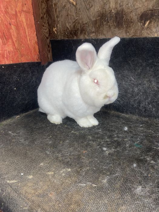 Neozeelandez alb masculi si femele