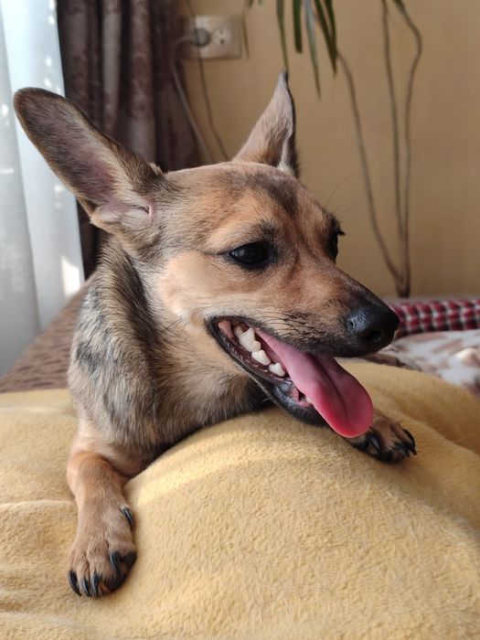 Найдена собака, ищем новых хозяев