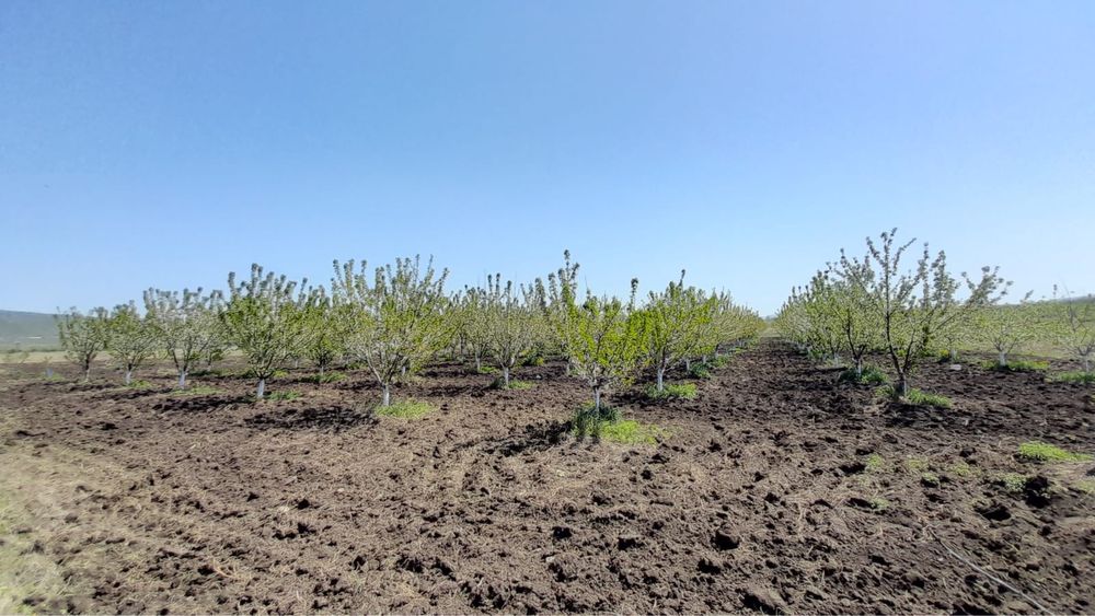 Овощна градина 10дка