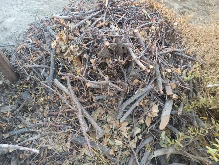 O'tin zaldori daraxtidan sotiladi