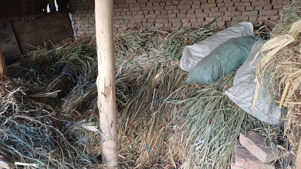 Жухори Хашаги сотилади. Узимиз экан хосилдан олинган жухори хашаги.