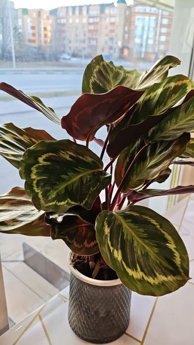 Продам комнатные цветы