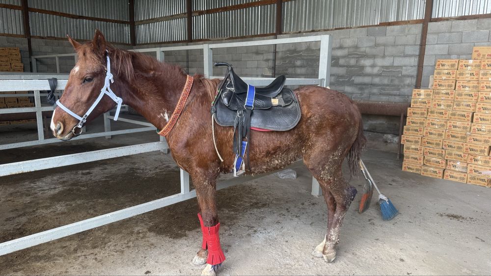 Мынгы Тай сатылады