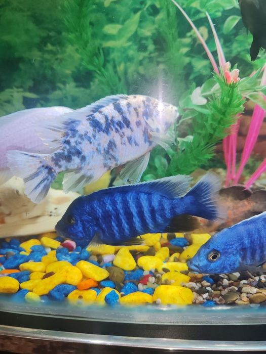 Afrika hichnik baliklari kelishilgan,narxda arzon sotiladi