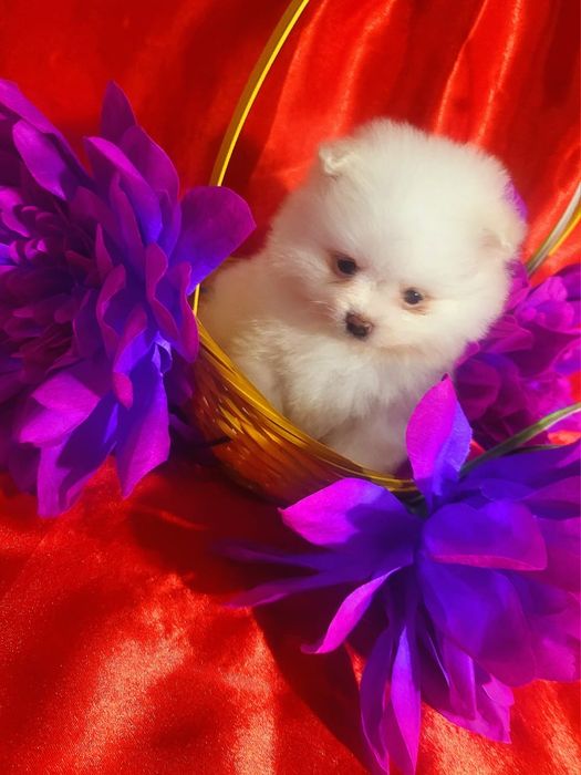 Щенки - Немецкий Шпиц