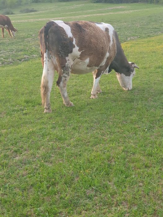 Vaca gestanta, mai are o luna pana la fatare