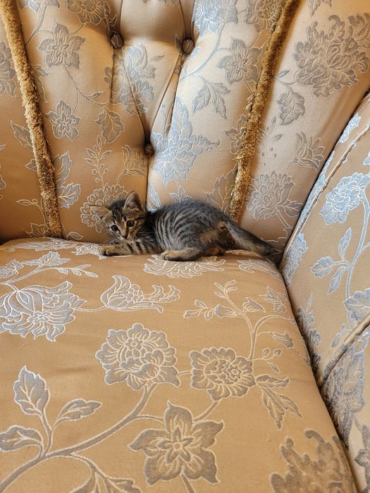 Котёнка  в хорошие руки