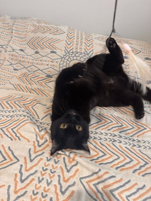 Ищем дом для красивой кошки