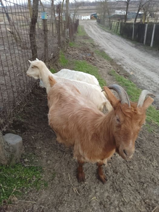 Vând capre diferite culori