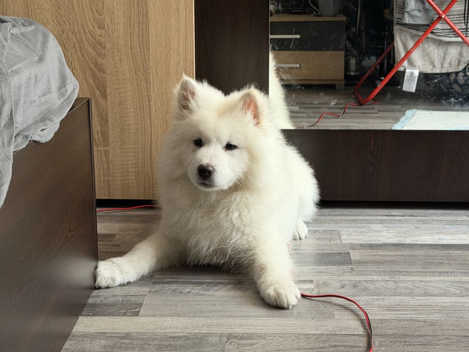 куче самоед на 2 месеца