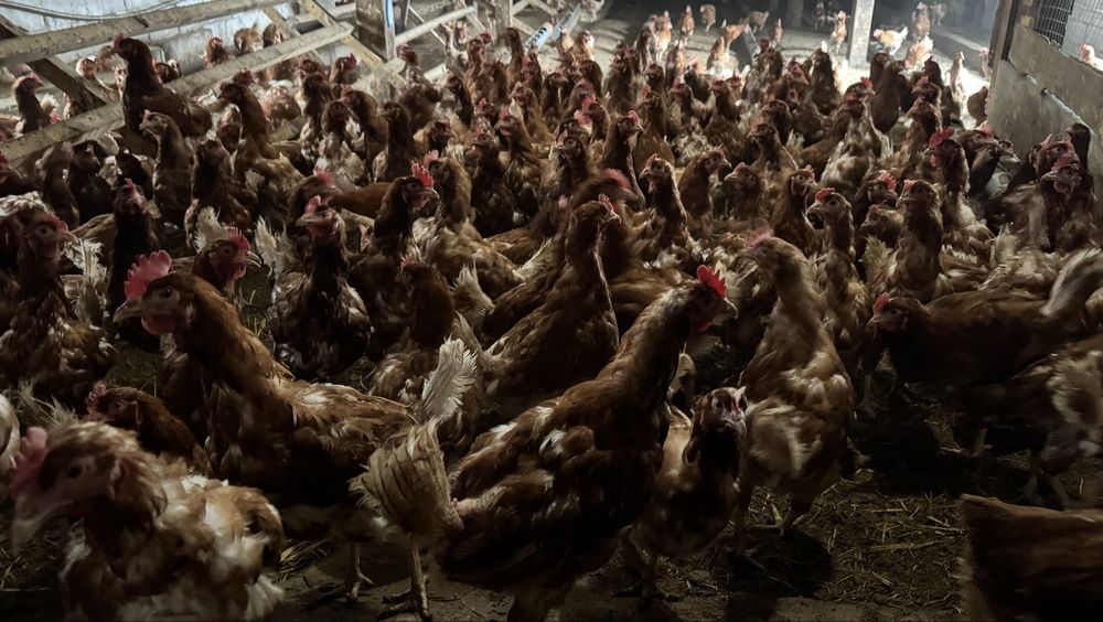 Продам курей несушек