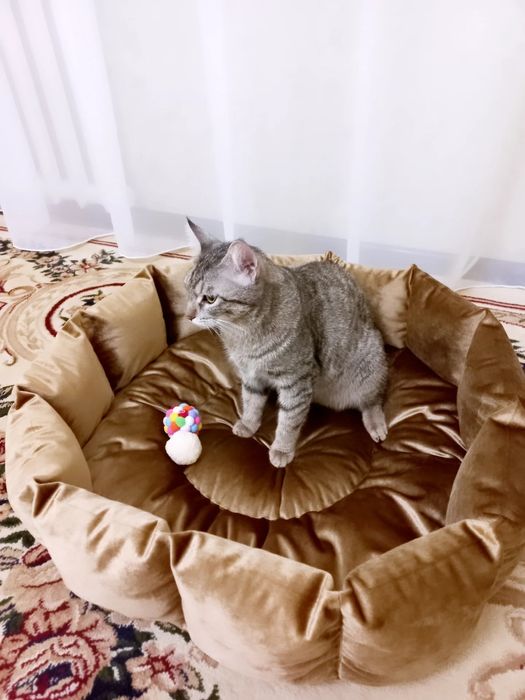 Лежанки для собак