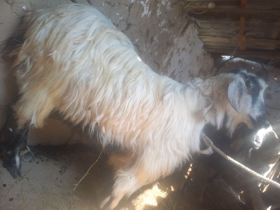 СРОЧНО!!! Продаётся Коза