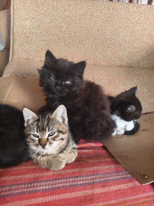 Котят  месячных подарим