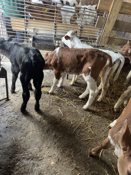 Taurasi si vitele de vanzare