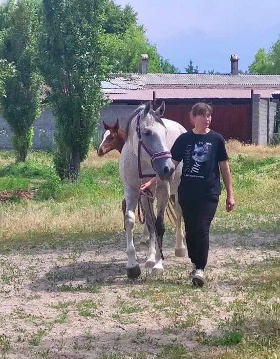 Продам кобылу англолиппицианку.