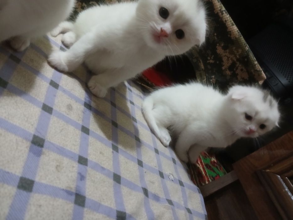 Mushukchalar strayd va fold