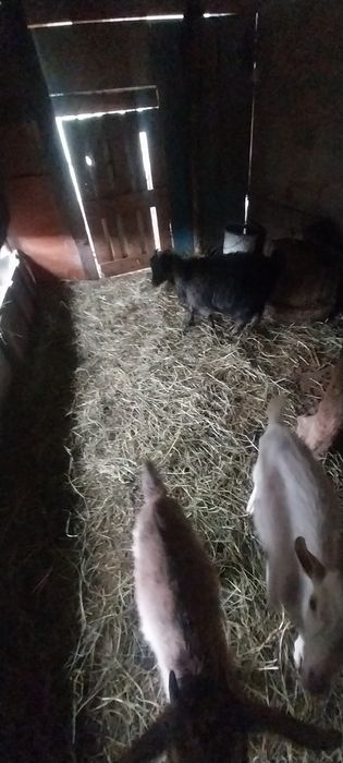 Продам козлят срочно