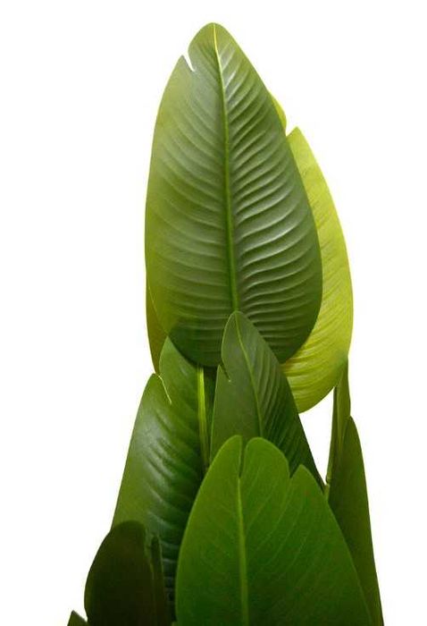 Декоративно реалистичено бананово дърво тип палма - 135-150см