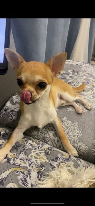 Чихуа мини мальчик продается