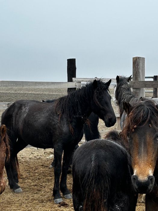 Бие сатылады 600