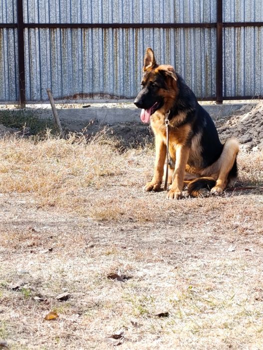 Продается немецкий овчарки щенки