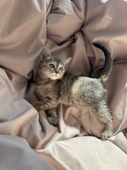 Котенок ищет дом