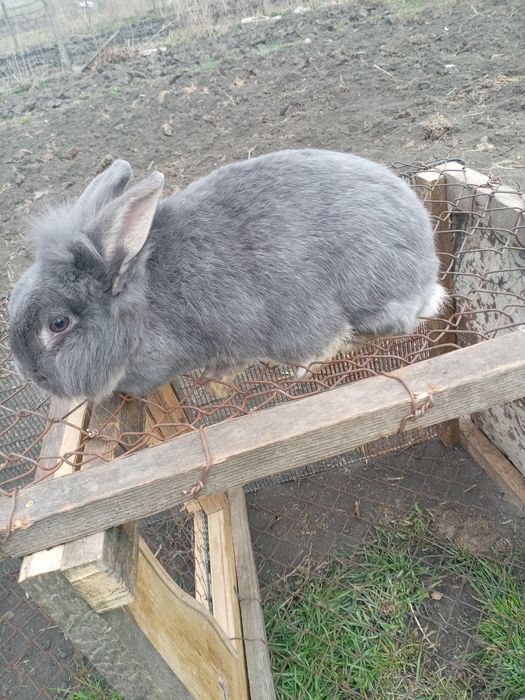 De vânzare iepuroaica cap de leu