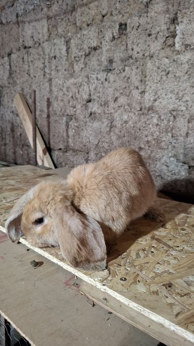 Mascul berbec German