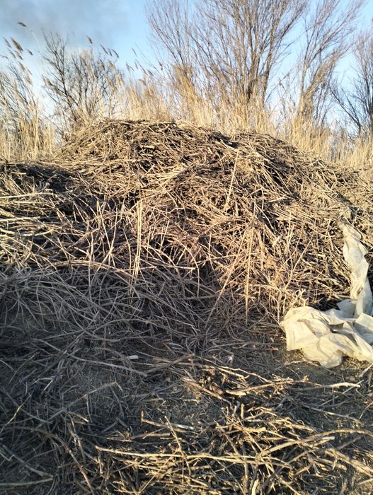 Жүзімнің шақтары бар.