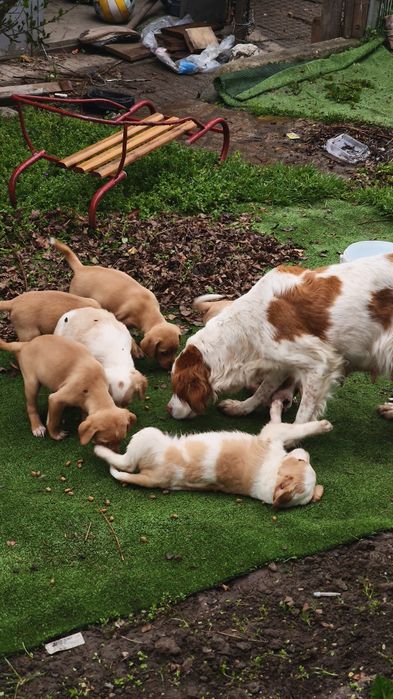 Подарявам кученца майка британшпньол баща неизвестен