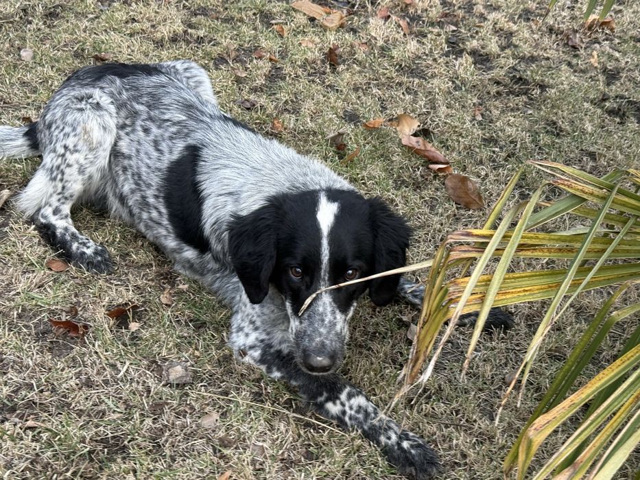 Собака испанель охотничий продоётся
