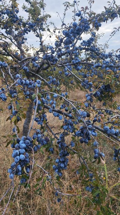 Prune negre și anaspet de țuică