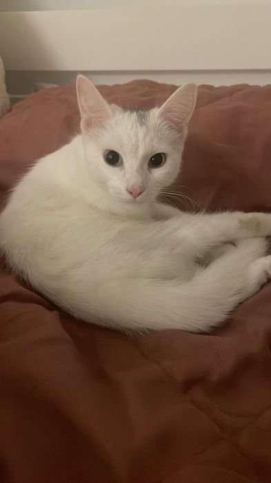 кошка, Мия, 5 мес. девочка