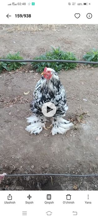 Brama tuxumlariga zakas olaman Toshkent