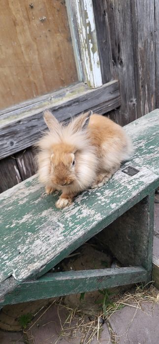 Mascul iepuras cap de leu pitic