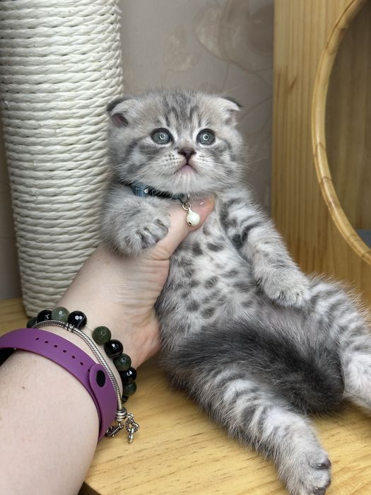 Чистакровный плюшевый скоттиш фолд с паспортом