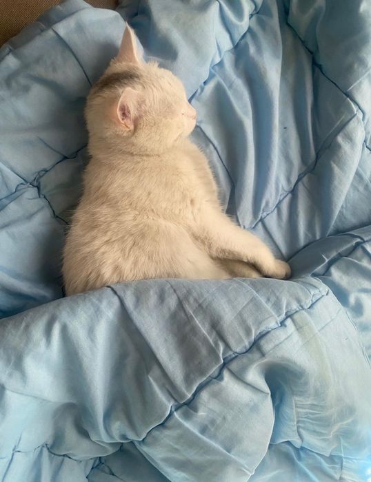 Отдам домашнюю кошку