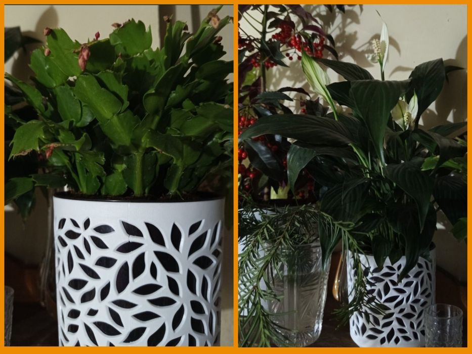 Комнатные цветы , цветущие