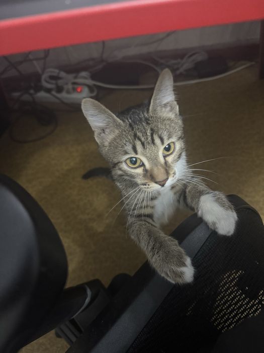 Отдам кота в добрые руки