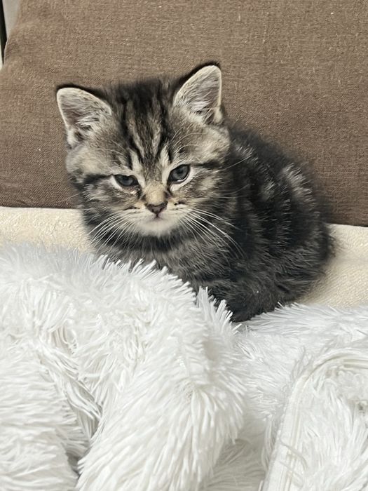 Котёнок Мальчик Скоттиш страйт