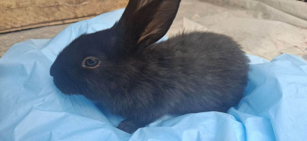 Quyon bolalari sotiladi 1+ oyli