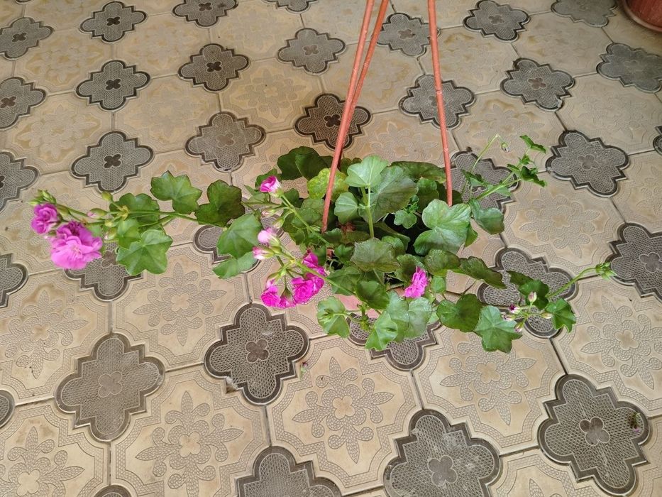 Комнатные цветы, растение, Honaki gullar, gul, ko'chatlar