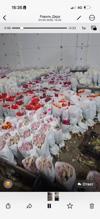 Тюльпаны и луковицы огромные