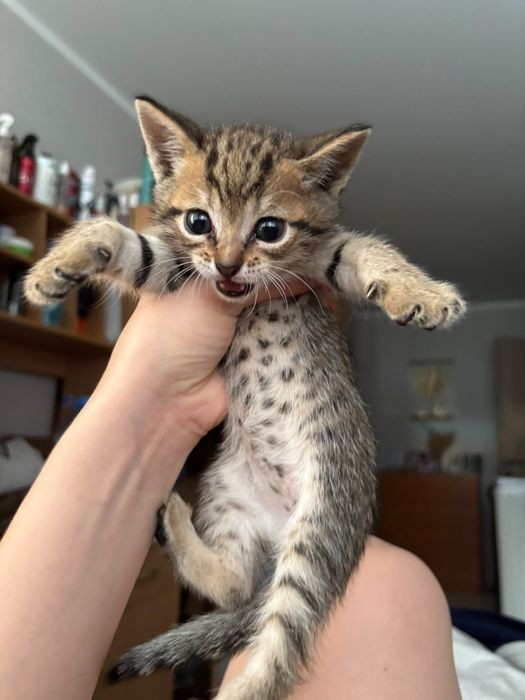 Отдам котят в добрые руки