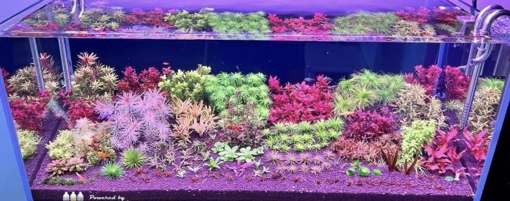 Pachete de plante pentru acvariu